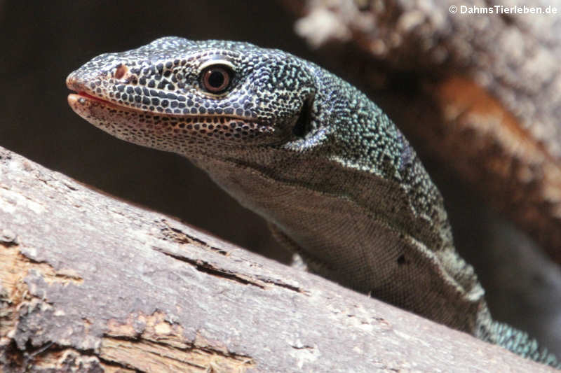 Türkiswaran Varanus caerulivirens-2