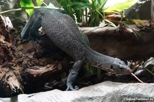 Türkiswaran (Varanus caerulivirens) im Kölner Zoo