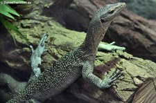 Türkiswaran (Varanus caerulivirens) im Kölner Zoo