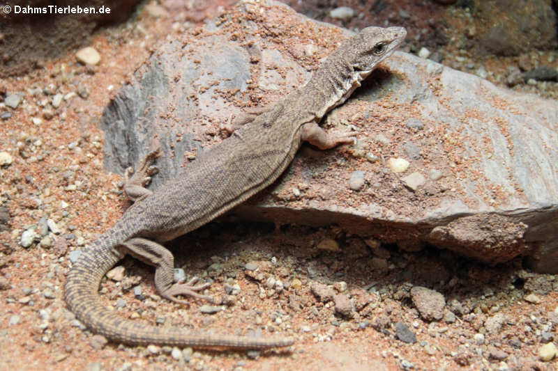 Varanus caudolineatus