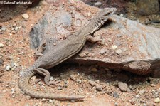 Streifenschwanzwaran (Varanus caudolineatus) im Kölner Zoo