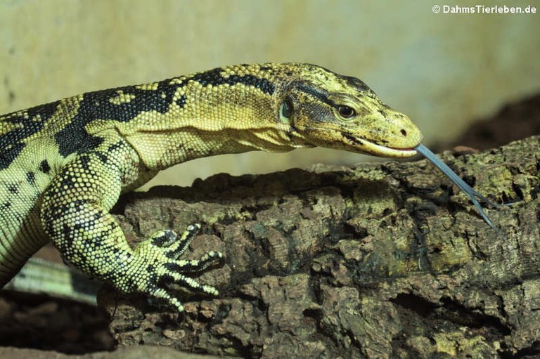 Varanus cumingi