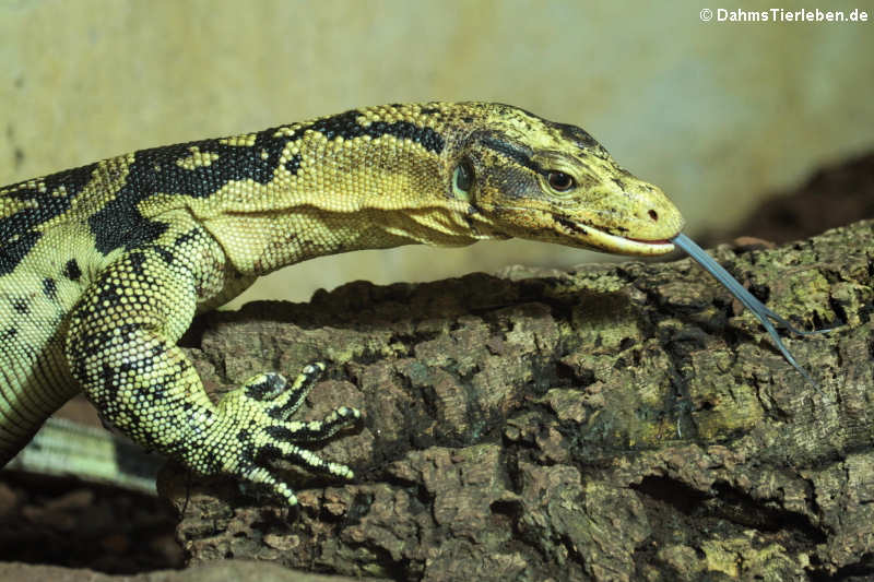 Varanus cumingi