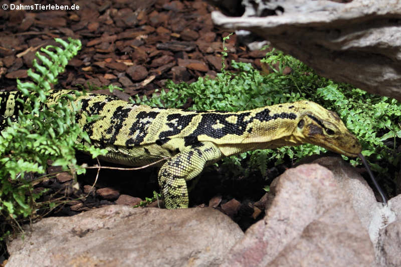 Mindanao-Bindenwaran Varanus cumingi-2