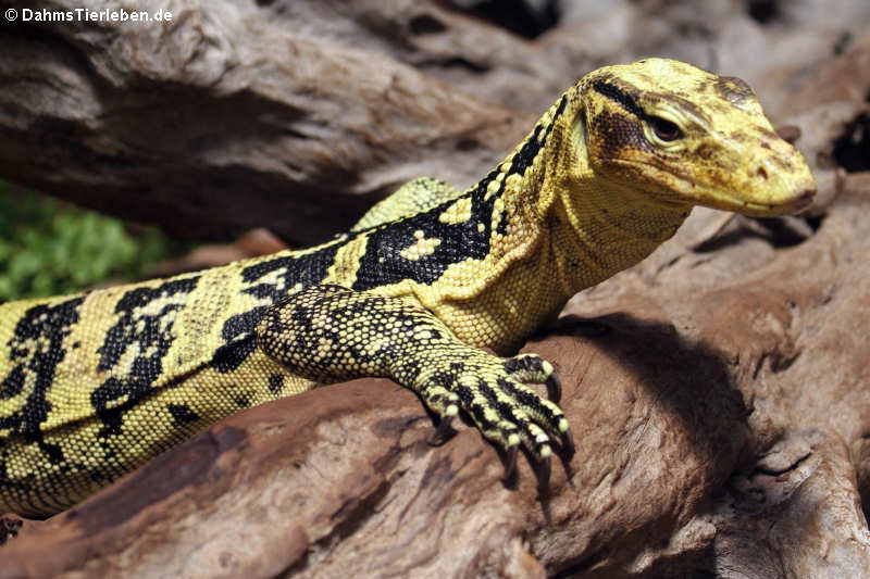 Philippinen-Bindenwaran (Varanus cumingi)