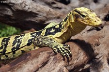 Philippinen-Bindenwaran (Varanus cumingi) im Kölner Zoo