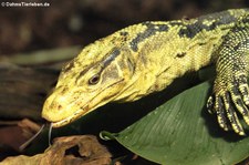 Philippinen-Bindenwaran (Varanus cumingi) im Kölner Zoo