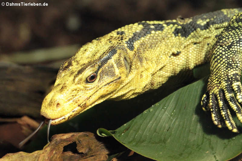 Mindanao-Bindenwaran Varanus cumingi-3