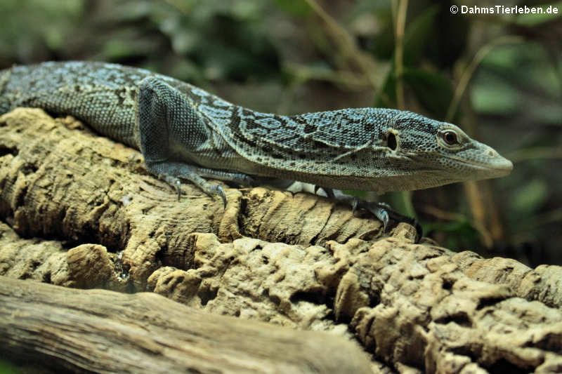 Blauer Baumwaran (Varanus macraie)