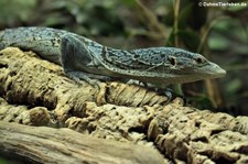 Blauer Baumwaran (Varanus macraei) im Kölner Zoo