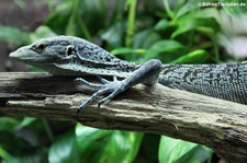 Blauer Baumwaran (Varanus macraei) im Kölner Zoo