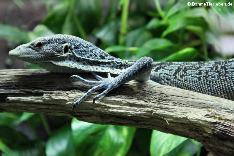 Blauer Baumwaran Varanus macraei-2