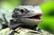 Blauer Baumwaran (Varanus macraei) im Kölner Zoo