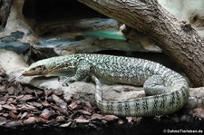 Quittenwaran (Varanus melinus) im Kölner Zoo