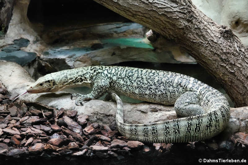 Varanus melinus