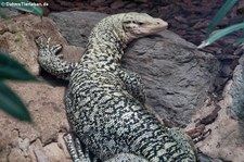 Quittenwaran (Varanus melinus) im Kölner Zoo