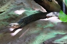 Mitchells Waran (Varanus mitchelli) im Kölner Zoo