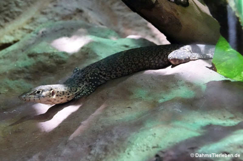 Varanus mitchelli