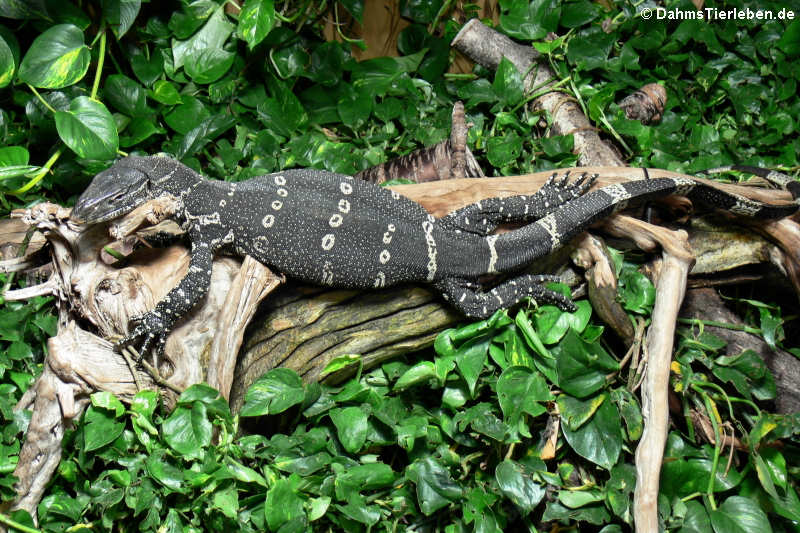 Regenwald-Nilwaran (Varanus ornatus)