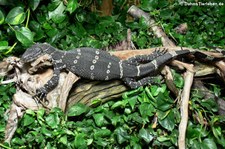 Regenwald-Nilwaran (Varanus ornatus) im Kölner Zoo