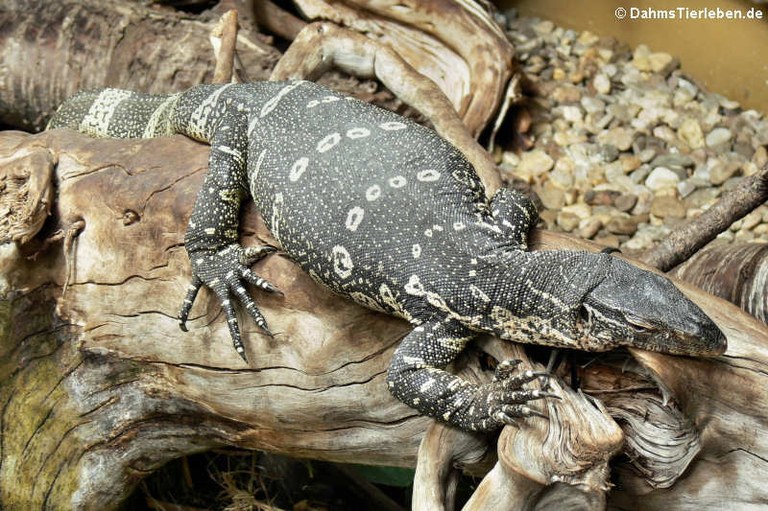 Varanus ornatus