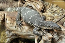 Regenwald-Nilwaran (Varanus ornatus) im Kölner Zoo