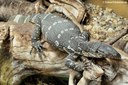 Varanus niloticus
