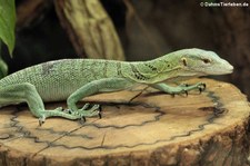 Smaragdwaran (Varanus prasinus) im Kölner Zoo