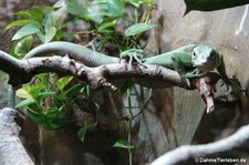 Smaragdwaran (Varanus prasinus) im Kölner Zoo