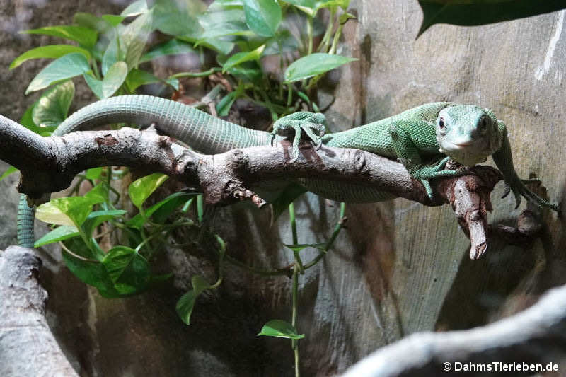 Smaragdwaran Varanus prasinus-2
