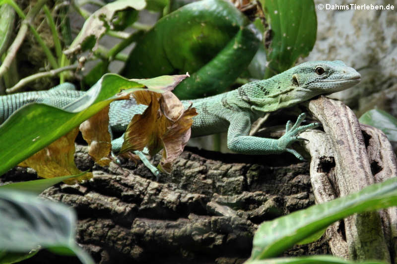 Smaragdwaran Varanus prasinus-1