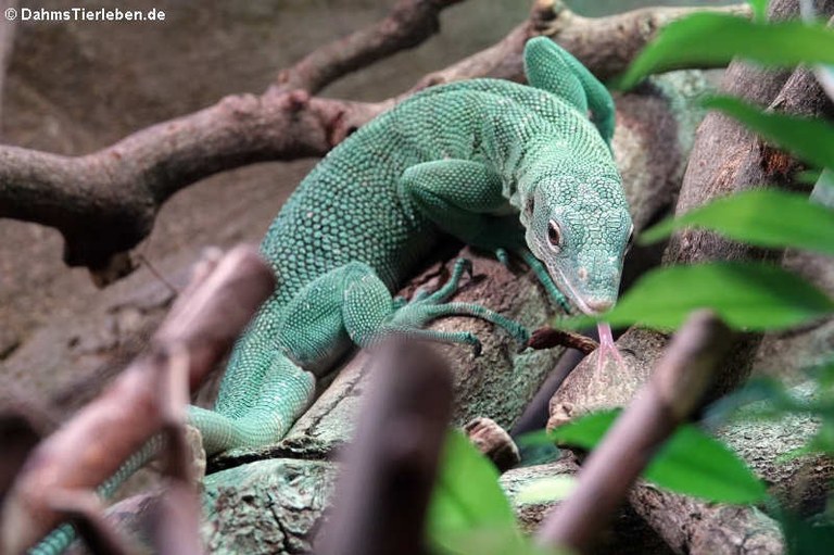 Varanus prasinus