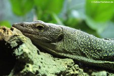 Günthers Pazifikwaran (Varanus rainerguentheri) im Kölner Zoo