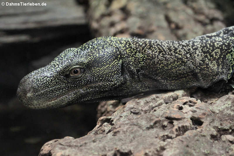 Papuawaran Varanus salvadorii-2