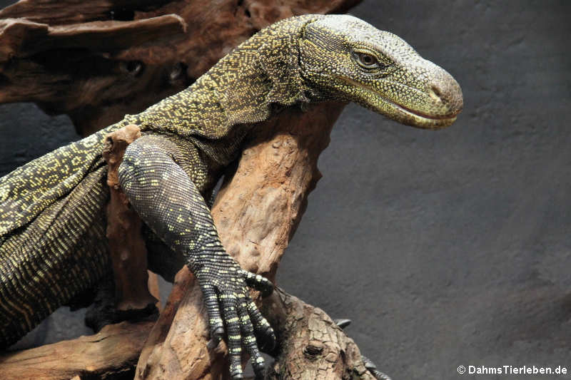 Papuawaran (Varanus salvadorii)