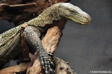 Papuawaran (Varanus salvadorii) im Kölner Zoo