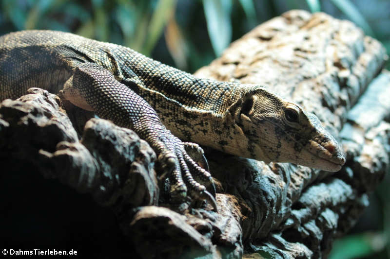 Zieglers Bindenwaran (Varanus salvator ziegleri)