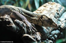 Zieglers Bindenwaran (Varanus salvator ziegleri) im Kölner Zoo