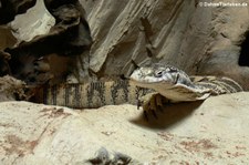 Spencer's Waran (Varanus spenceri) im Kölner Zoo