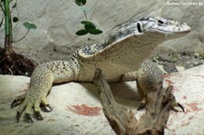 Spencer's Waran (Varanus spenceri) im Kölner Zoo