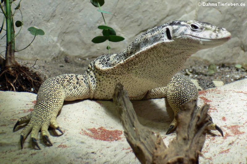 Spencer's Waran (Varanus spenceri)