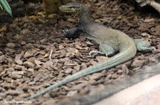 Dreifarbwaran (Varanus yuwonoi) im Kölner Zoo