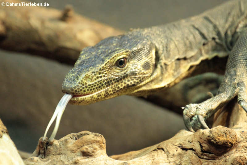 Dreifarbwaran (Varanus yuwonoi)