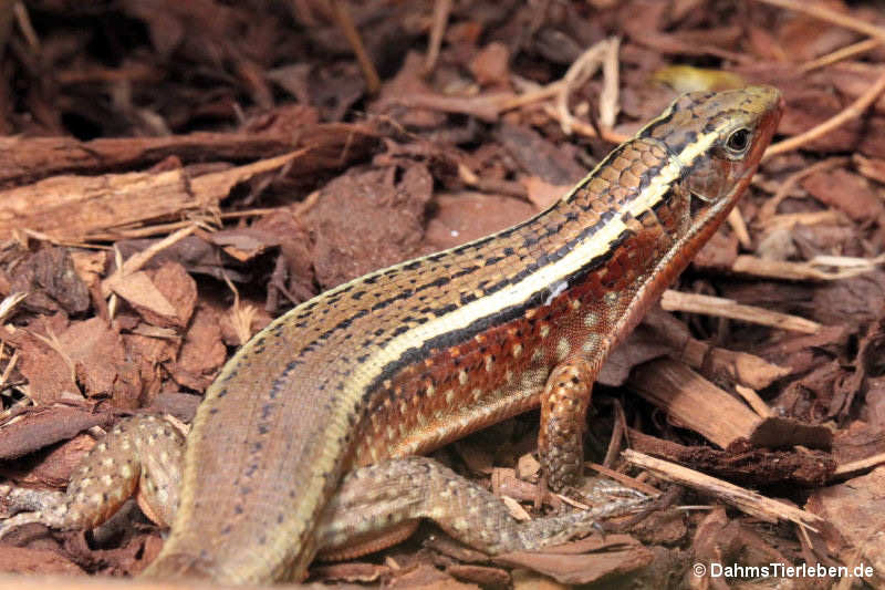 Zonosaurus madagascariensis