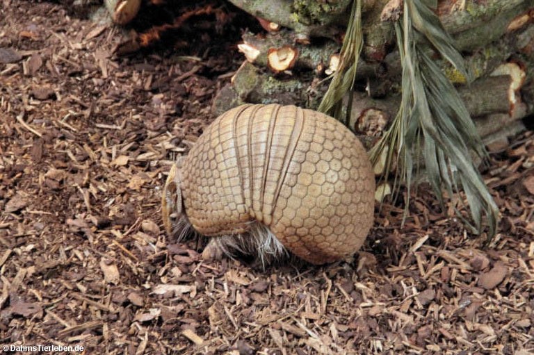 Tolypeutes matacus