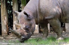 Ostafrikanisches Spitzmaulnashorn (Diceros bicornis michaeli) im Kölner Zoo