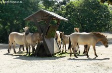 Przewalski-Pferde (Equus ferus przewalski) im Kölner Zoo