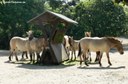 Equus ferus przewalski