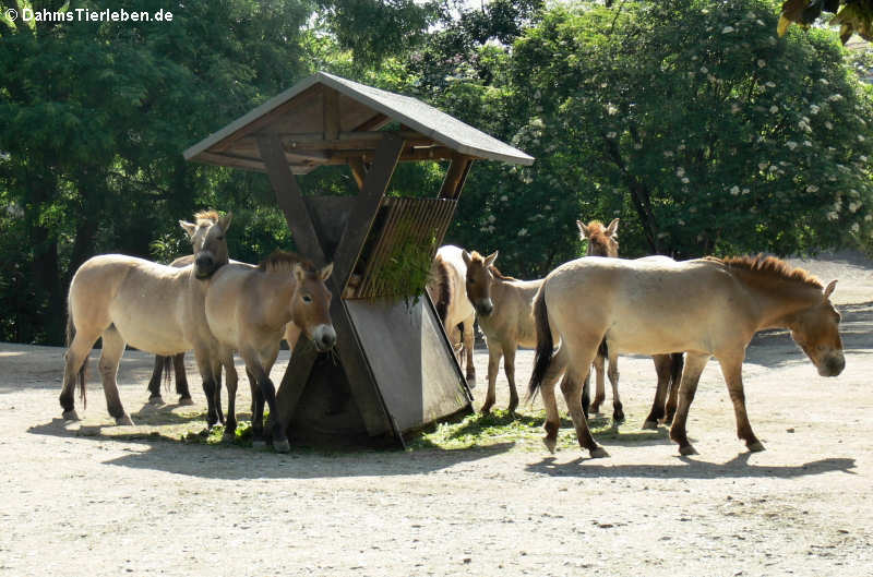 Equus ferus przewalski