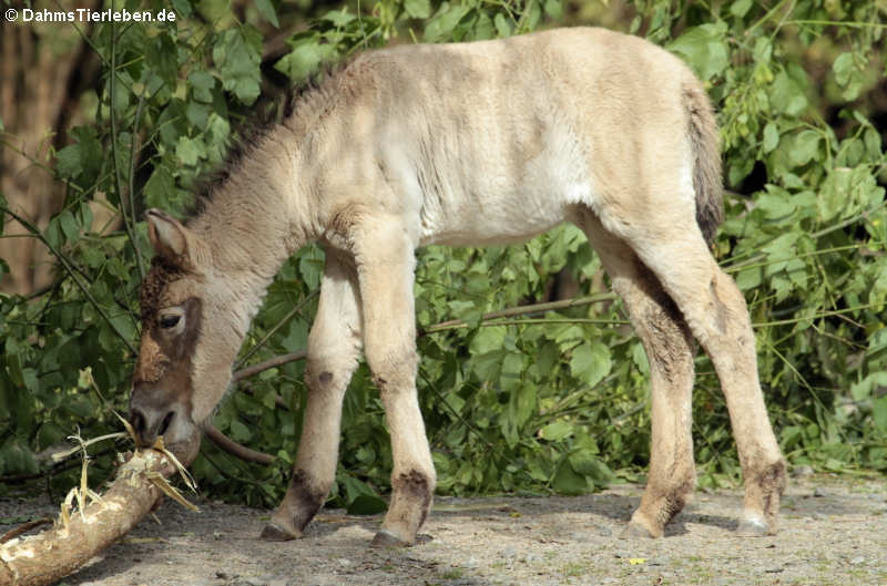 Junges Przewalski-Pferd (Equus ferus przewalskii)
